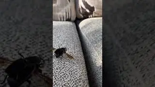 Slow Motion Beetle Flight