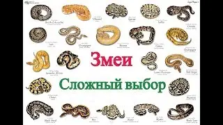 Змеи: Сложный выбор
