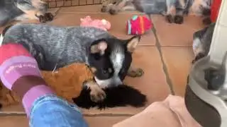 Blue Heeler / Australian Cattle Dog Puppies- Tin Roof ACDs