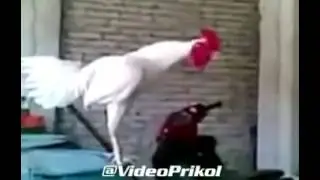 Tovuq ham kuladimi