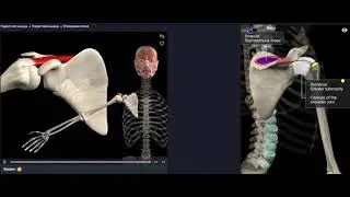 Анатомия. Надостной мышцы. Функции, начало, крепление