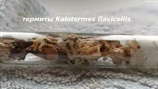 Kalotermes flavicollis термиты
