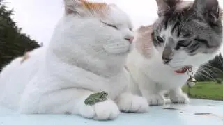 のせ猫 x カエル　Frog put cat 2015/2