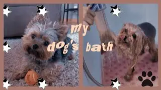 🎃My dog's bath/Banho da minha cachorinha!-Pretty rotinas🎃
