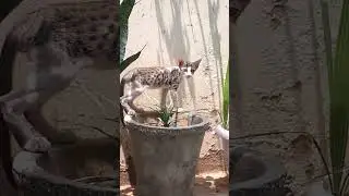 playcaty #cat #caty #funnyanimal #catlover