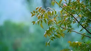 5시간 수면음악 "비가 오는 날" 🎵 빗소리음악, 위로음악, 잠잘때듣는음악 (August)