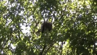 Сорока атакует кошку