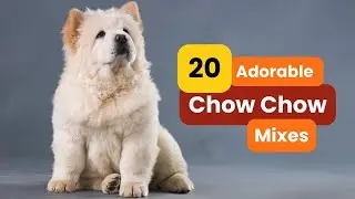 20 Chow Chow Mixes: Charming Dogs You'll Ever See