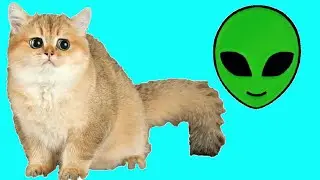 Кошка и НЛО!  РЕАКЦИЯ  Сони на летающую тарелку😺👽