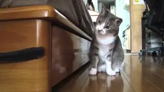 Приколы с кошками и котятами!!