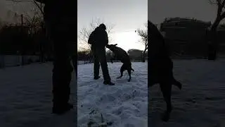 Адик #собака #овчарка #бельгийская #адик #shorts