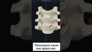 Голосовая мышца. Musculus vocalis.