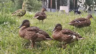 🦆🦆🦆🦆🦆🪿🪿🕊🕊🕊🦢🦢🦢🦢
