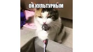 У меня живёт культурный кот - мем, шаблон