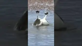 😂 If Humans Had to Do This They Would Be a Lot Fewer Babies! - Funny Bird Dance