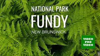 Camping in Fundy National Park, New Brunswick