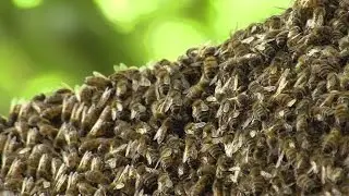 Moving a Bee Hive