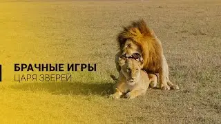 Брачные игры львов
