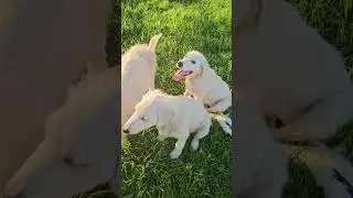 Maremmas playing in pasture with sheep