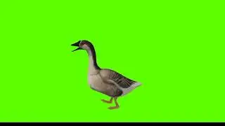 Duck Green Screen || no copyright || Mr. Green