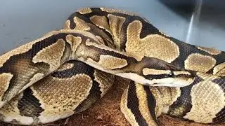 first egg cutting of 2023!  Will we get an axanthic!!