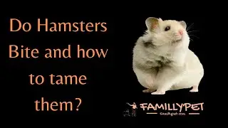 How to Stop My Hamster from Biting ?