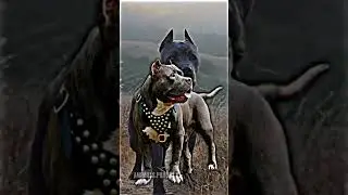 Нашли свою породу?