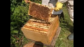 ВЫ ОФИГЕЕТЕ ОТ УВИДЕННОГО. РАСПЛОД СЕМЬИ.ПЕРЕСАДКА ПЧЕЛ.