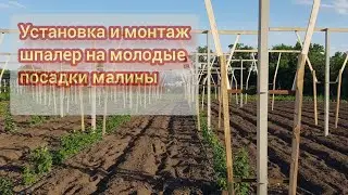 Установка шпалеры на молодые ряды малины
