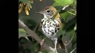 Musica de Relajacion. Pajaros Silvestres.