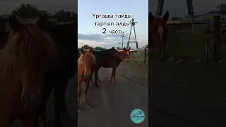 ЖАС ҮЙІР/ АЙҒЫР ҰРҒАШЫ ТАЙДЫ ҮЙІРІНЕ ҚОСЫП АЛДЫ! #horse #айгыр #жылқылар #лошади #асау #тай #лошадь