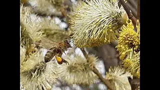 Пчёлы собирают пыльцу с вербы (ивы)