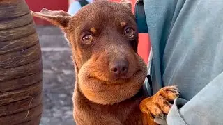 le PICÓ una ABEJA xdd