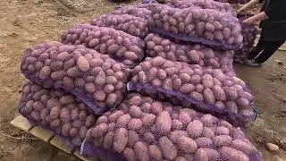 Картофель 2023 года оптом высокого качества /Картофель выращен на экологически чистых полях