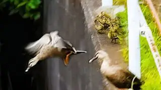 Mom Taught Her Ducklings to Jump Off a Cliff… The Next Day, Their Life-or-Death Journey Began