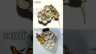 やっと大きくなってきた幼虫！ヤバめの蜂 観察日記54日目。私は京都の週末養蜂家！ #Shorts
