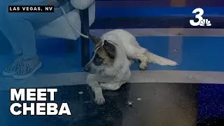 Furever Home Friday: Meet Cheba