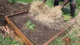Our Garden Has Gotten Away From Us