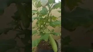 HARVESTING GREEN EGGPLANT AND PURPLE EGGPLANT