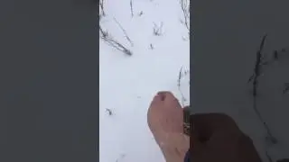 Куропатка