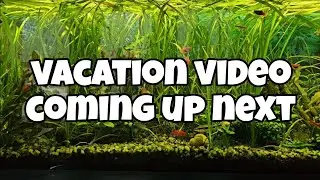 Vacation Video Coming out next