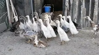 Мои очаровательные индийские бегунки и руанки. Без улыбки не взглянешь!