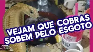 Cobra sobe pelo cano