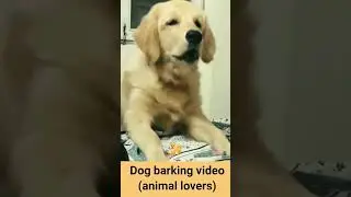 Dog is barking🐶
