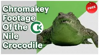 Nile Crocodile Green Screen Footage | Chromakey Animal Assets
