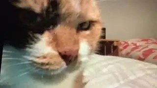 Should my cat become a meme?