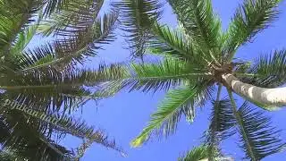 RELAXING AUDIO VISUAL || #8 reggae music & coconut tree motion