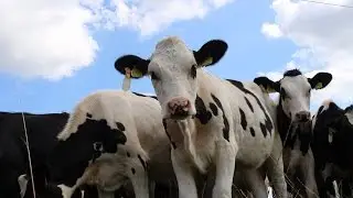 Cows graze in the pasture - royalty Free Green Screen Video Background 1