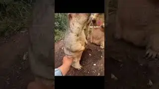 marot ماروت یک نژاد سنجاب سردسیری