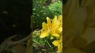 Красивые цветы в маминой ограде